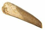 Fossil Plesiosaur (Zarafasaura) Tooth - Morocco #269277-1